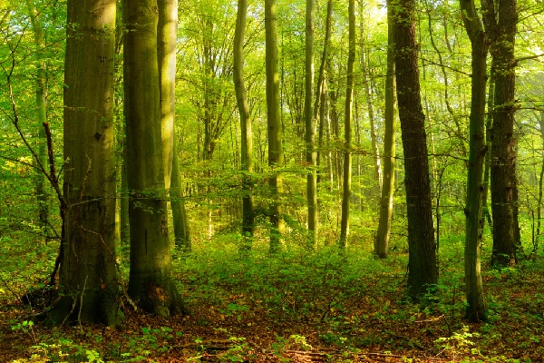IFI : une exonération partielle pour les forêts ?