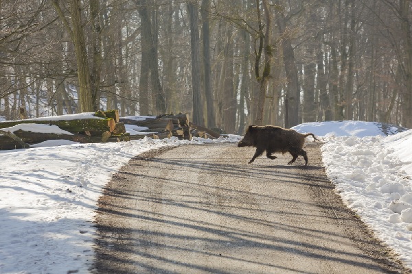 Transporteurs : un sanglier peut en cacher un autre…