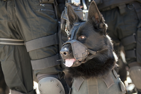 Entreprises de sécurité : une « prime de chien » sous conditions ?