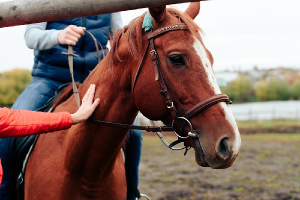 Activité d’élevage : bail commercial ou bail rural ?