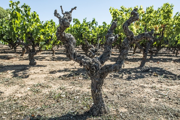 quand-un-proprietaire-veut-renover-une-maison-vigneronne-