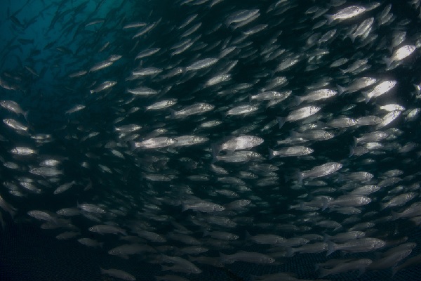 un-elevage-de-poissons-est-il-soumis-a-la-taxe-fonciere-