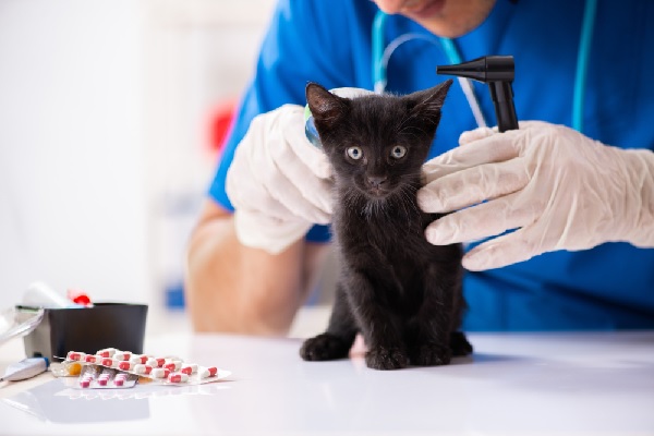 loi-alimentation-ce-quil-faut-savoir-sur-la-protection-des-animaux