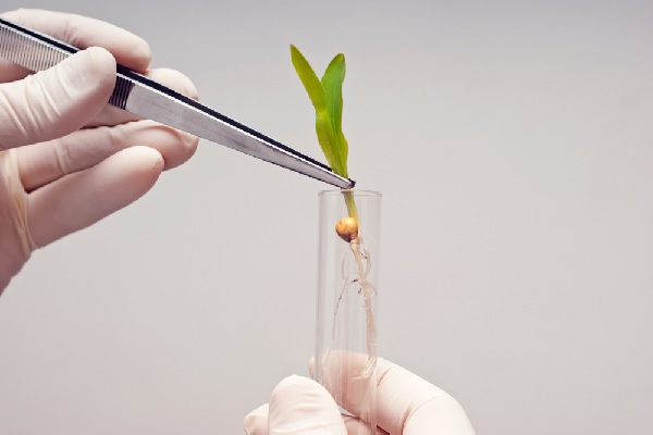 organismes-obtenus-par-mutagenese-=-ogm-?
