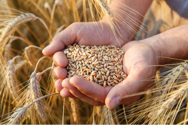 coronavirus-:-la-msa-accompagne-les-entreprises-agricoles