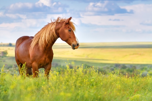 coronavirus-(covid-19)-:-pour-les-proprietaires-de-chevaux…