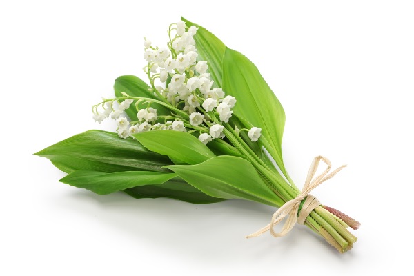 coronavirus-(covid-19)-:-pas-de-muguet-au-1er-mai-?