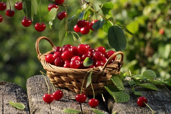 cerises-traitees-au-dimethoate-=-cerises-invendables-!