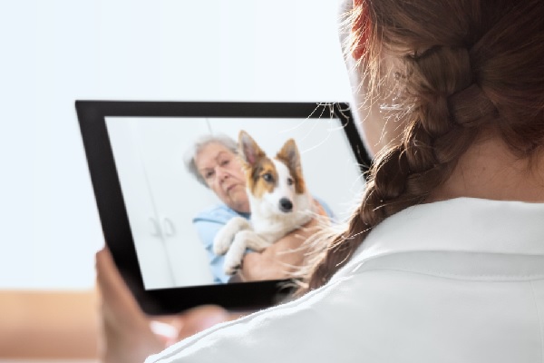 coronavirus-(covid-19)-:-la-telemedecine-autorisee-pour-les-veterinaires-?