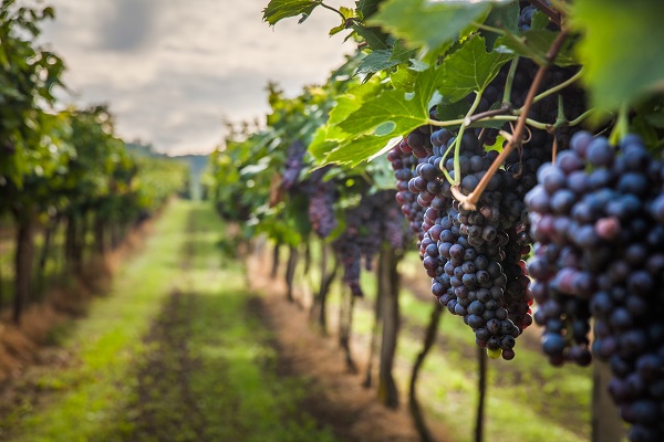 contrat-de-vendanges-:-attention-a-la-duree-!