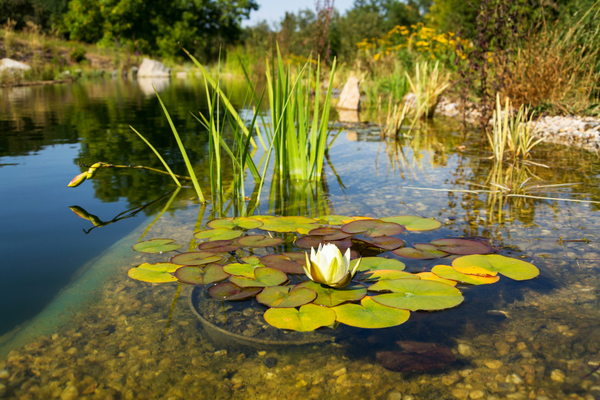 impots-locaux-:-bassins-naturels-de-baignade-=-piscine-?