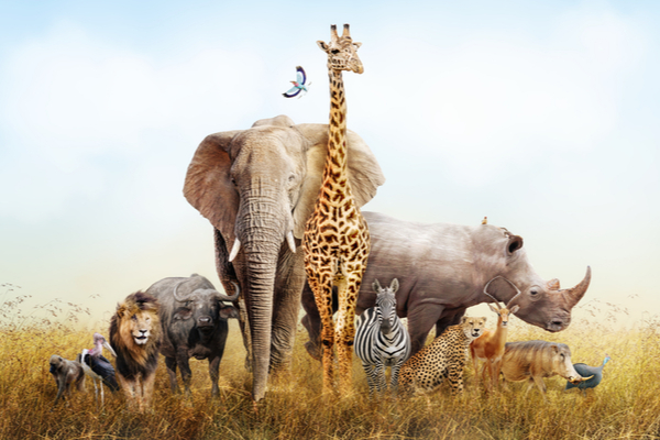 coronavirus-(covid-19)-:-une-nouvelle-aide-pour-les-cirques-animaliers