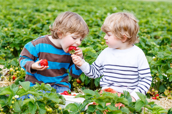agriculteur-:-des-fraises-sans-pesticide-?
