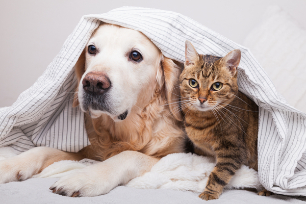 lutte-contre-la-maltraitance-animale-:-des-obligations-renforcees-pour-les-proprietaires