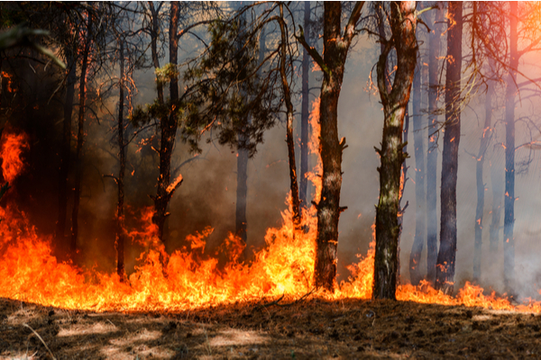 incendies-:-mise-en-place-d’une-cellule-dediee